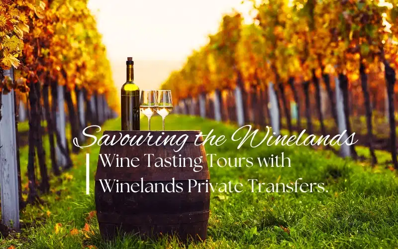 Cape Winelands wine-tasting tour illustration with wine and vineyard rows