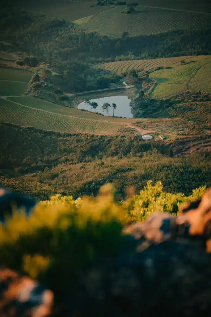 Vineyard rows surrounding a small lake in the Cape Winelands