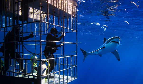 Shark cage diving experience with a shark approaching the cage