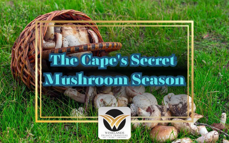 The Cape's Secret Mushroom Season illustration with mushrooms and a basket