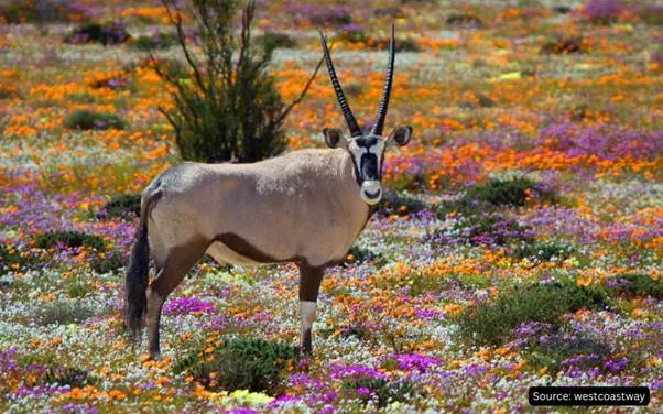 Gemsbok standing among colourful spring wildflowers