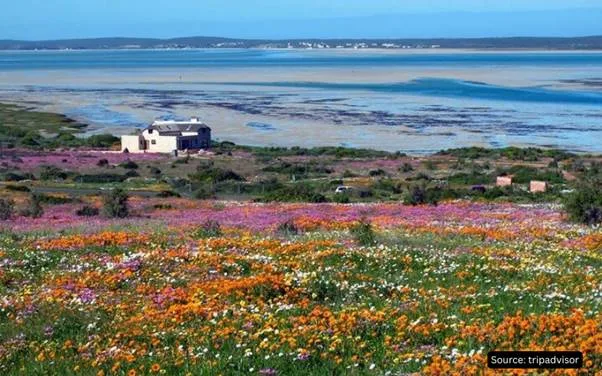 Spring wildflowers beside a coastal lagoon on the West Coast