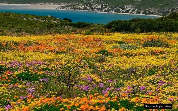 Colourful West Coast wildflowers overlooking a lagoon